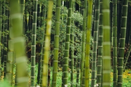 Bielizna z wiskozy bambusowej - dlaczego warto ją mieć?